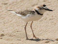 Collared Plover