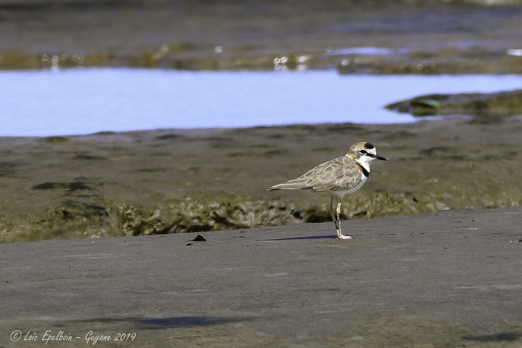 Collared Plover