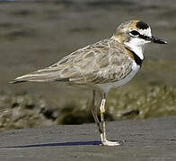 Collared Plover