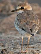 Collared Plover