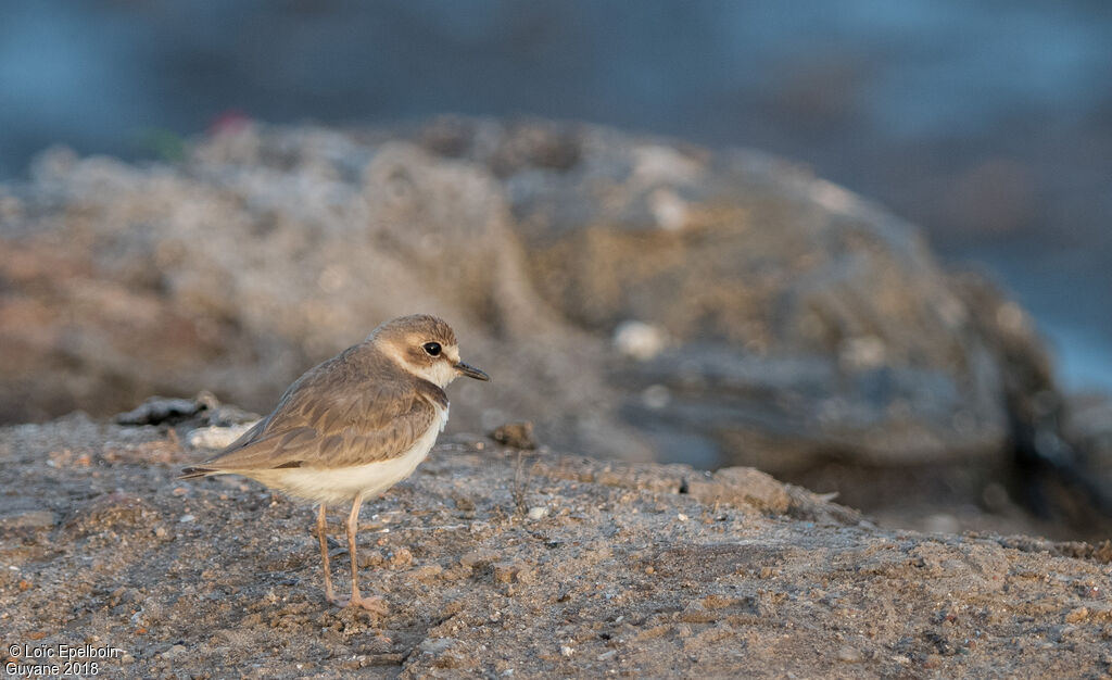 Collared Plover