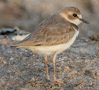 Collared Plover