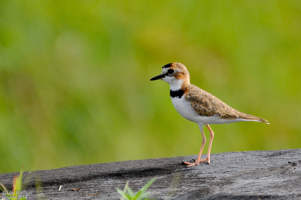 Collared Plover