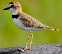 Collared Plover