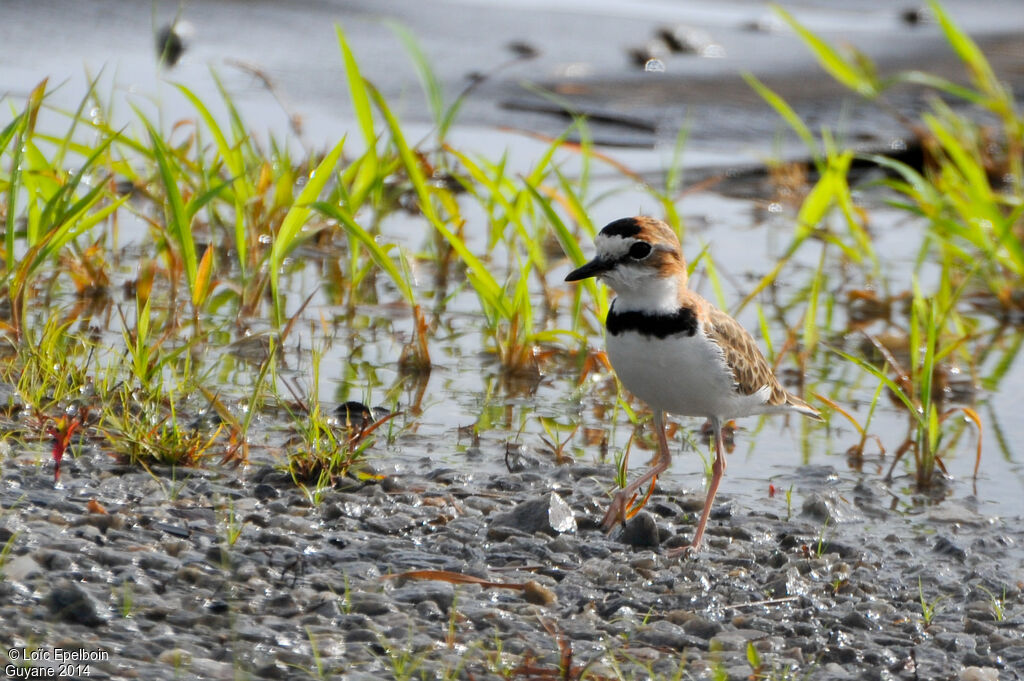 Collared Plover