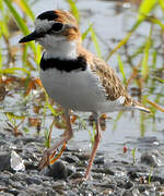 Collared Plover