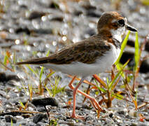 Collared Plover