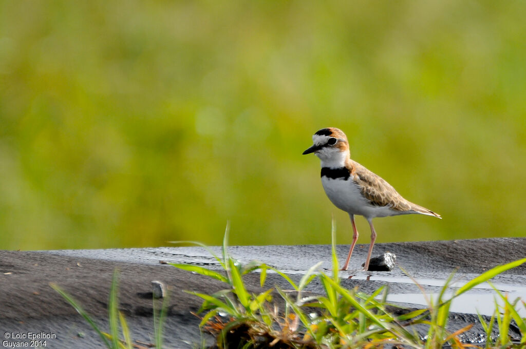 Collared Plover