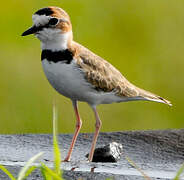 Collared Plover