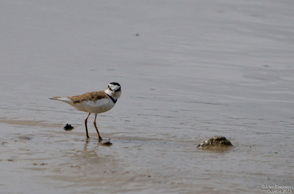 Collared Plover