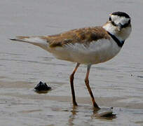 Collared Plover