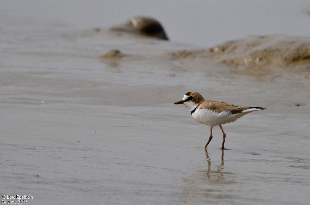 Collared Plover