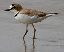 Collared Plover