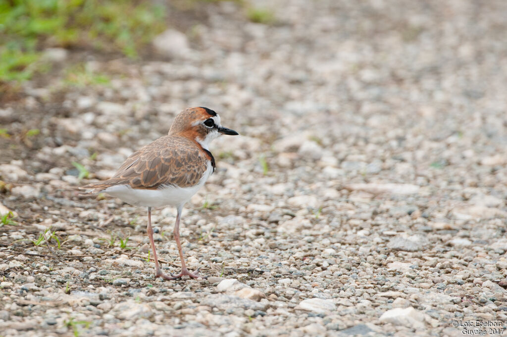 Collared Plover