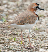 Collared Plover