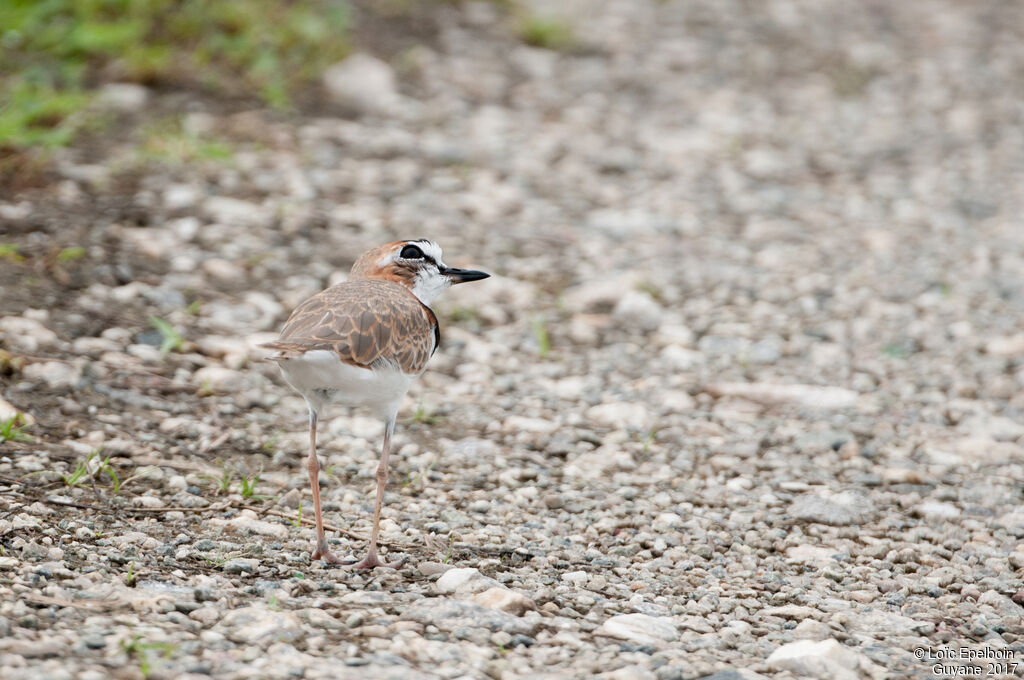 Collared Plover