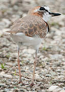 Collared Plover