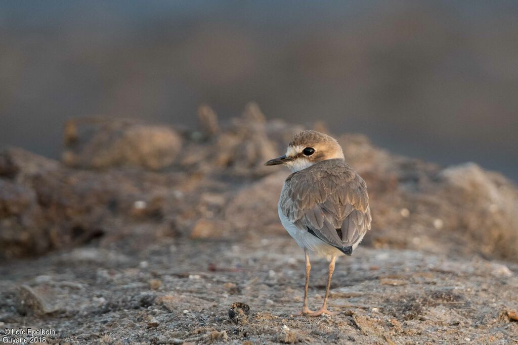 Collared Plover