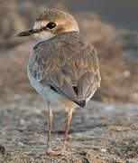 Collared Plover