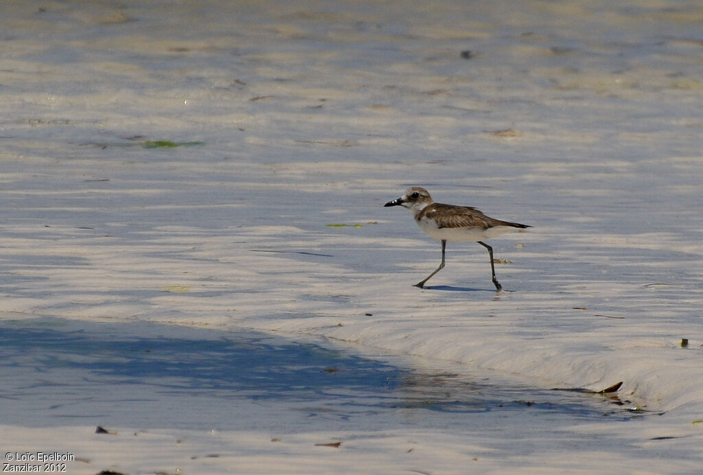 Greater Sand Plover