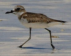 Greater Sand Plover