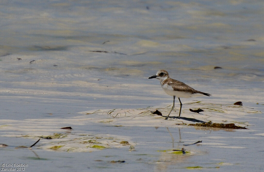 Greater Sand Plover