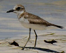 Greater Sand Plover