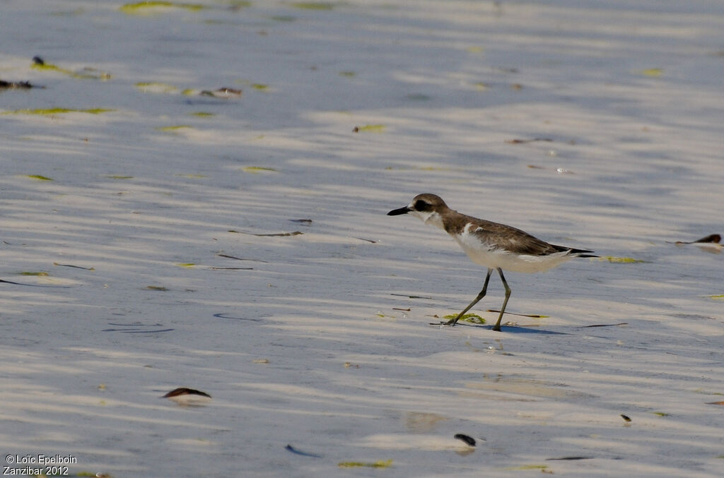 Greater Sand Plover