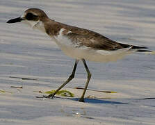 Greater Sand Plover