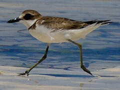 Greater Sand Plover