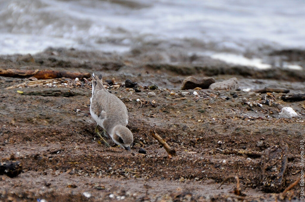 Greater Sand Plover