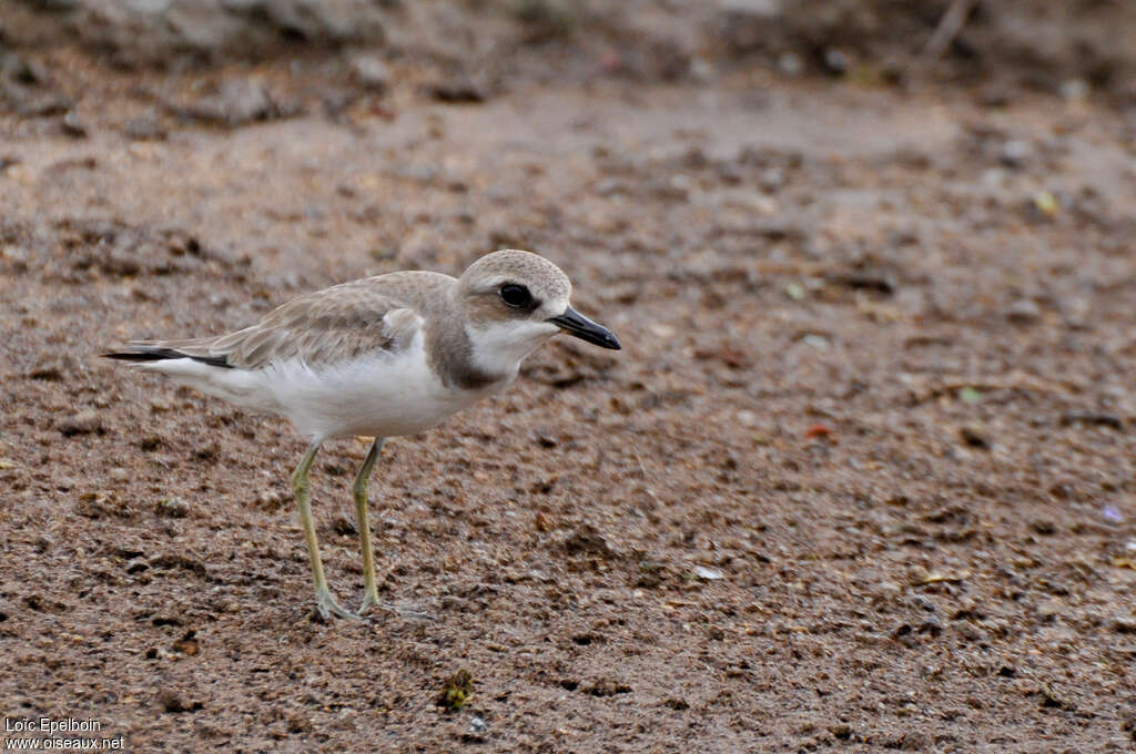 Gravelot de Leschenault1ère année, identification