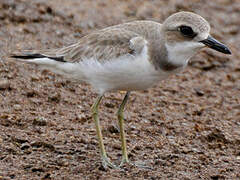 Greater Sand Plover