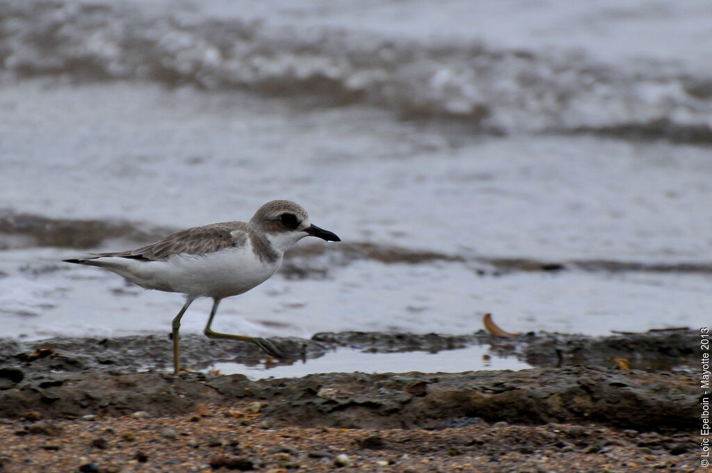 Greater Sand Plover