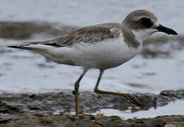 Greater Sand Plover