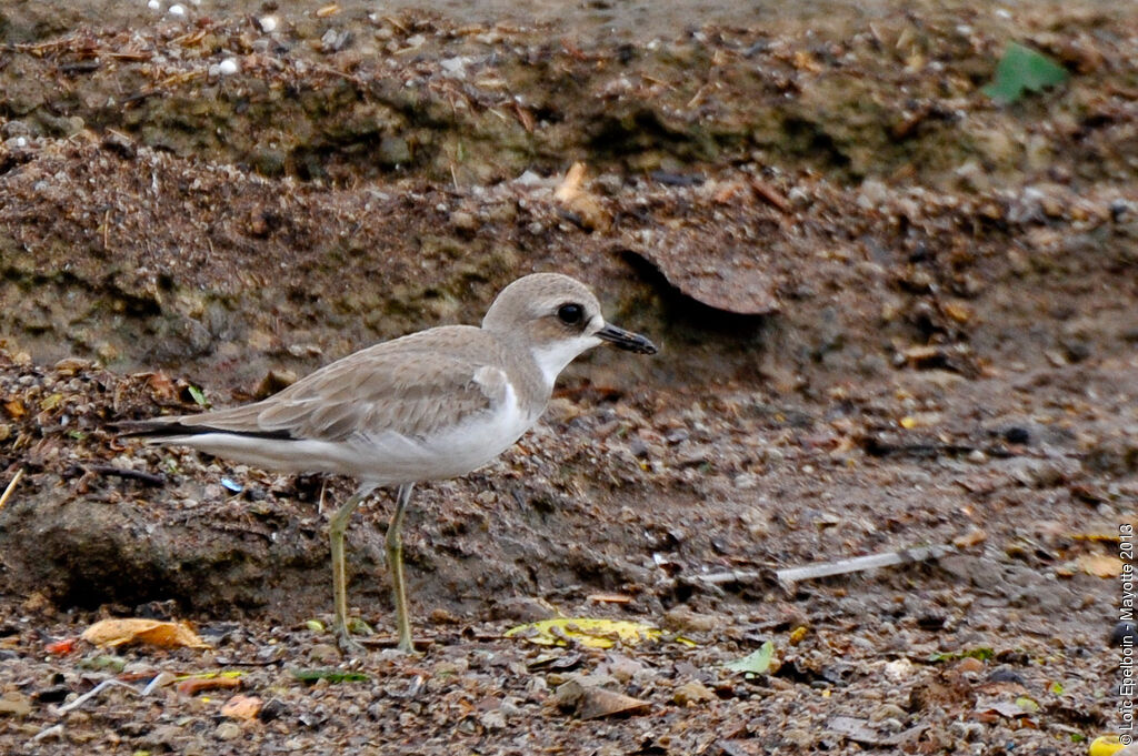 Gravelot de Leschenault