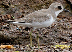 Greater Sand Plover