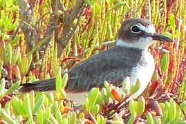 Wilson's Plover