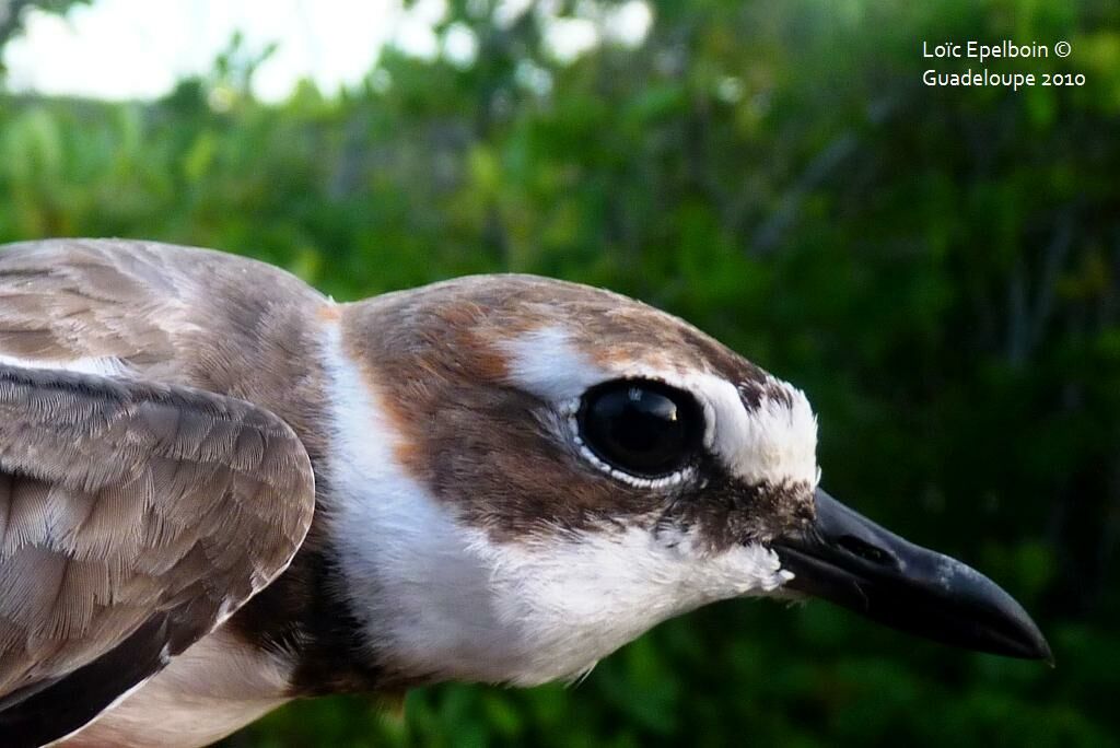 Wilson's Plover