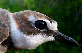 Wilson's Plover