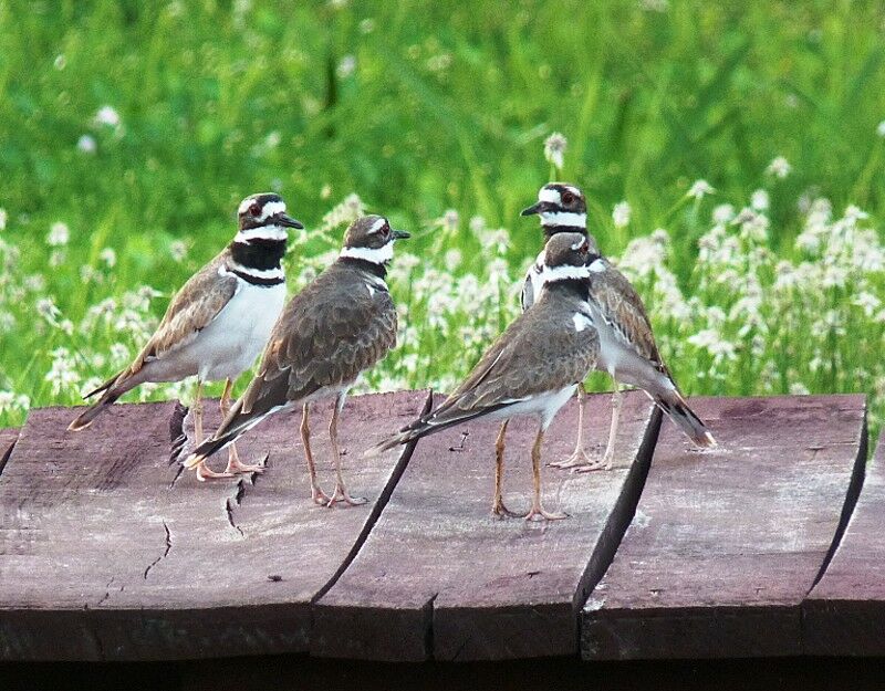 Killdeer