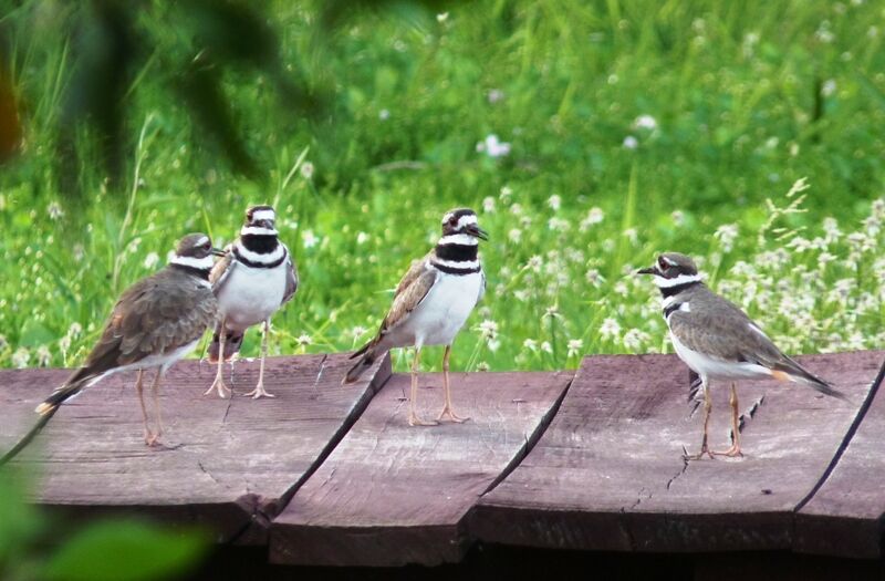 Killdeer