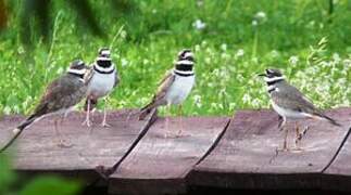 Killdeer