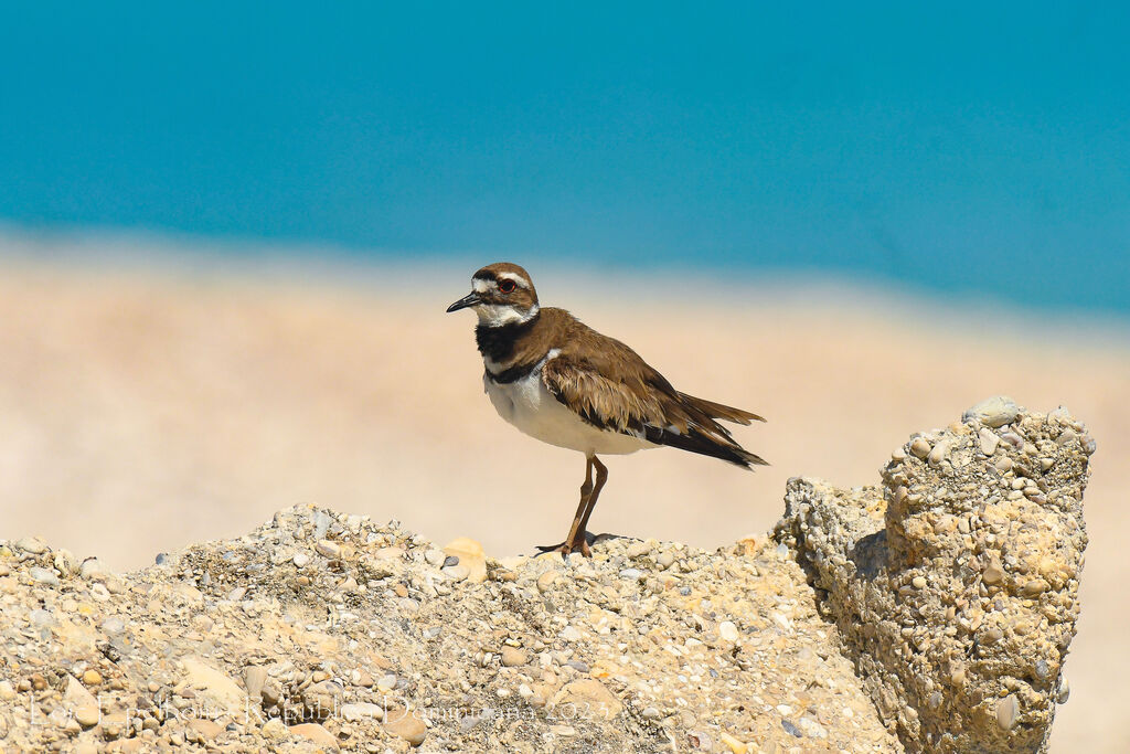 Killdeer