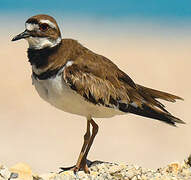 Killdeer