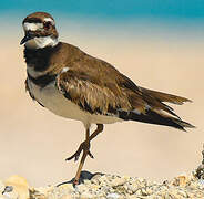 Killdeer