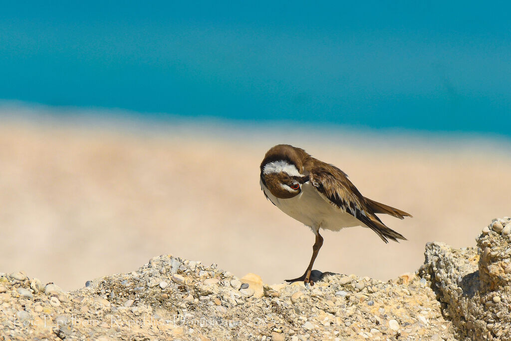 Killdeer