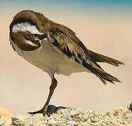 Killdeer