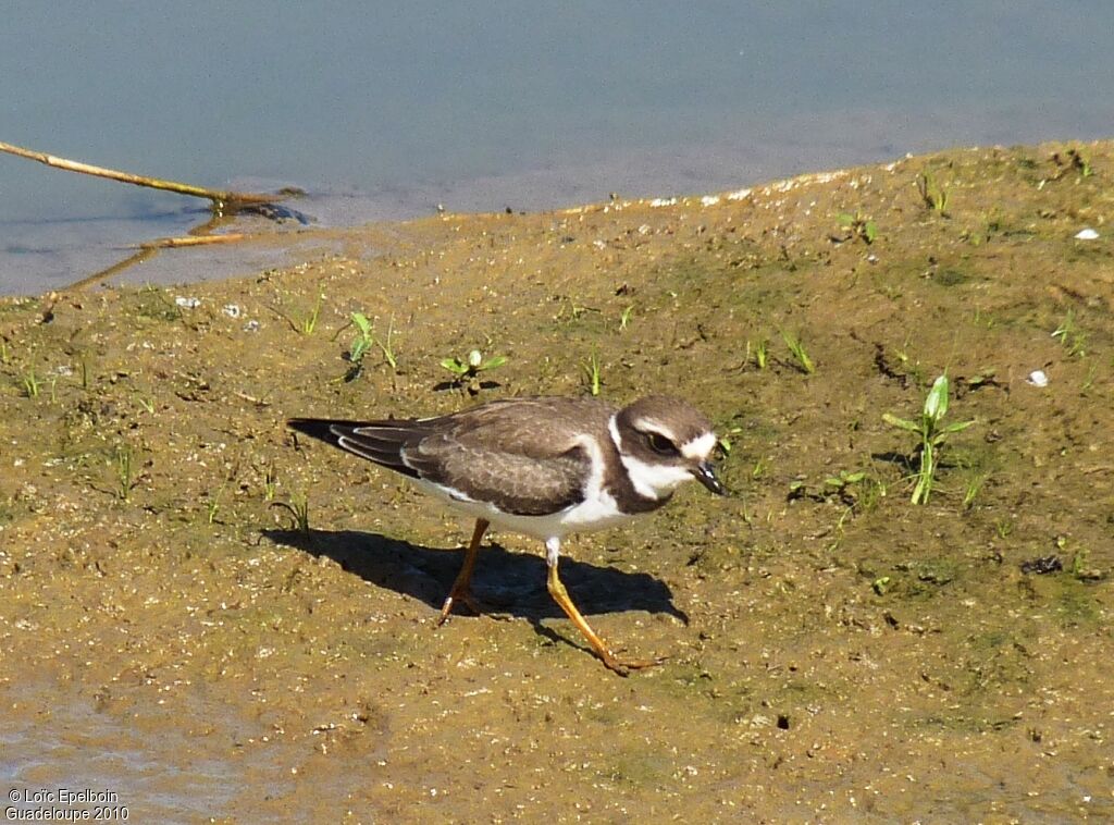 Semipalmated Plover