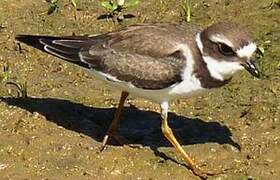 Semipalmated Plover